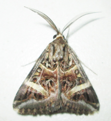 Cerocala vermiculosa