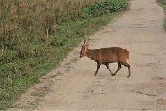 Axis porcinus porcinus