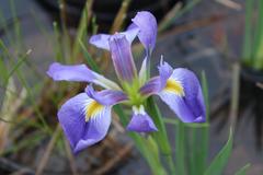 Iris brevicaulis