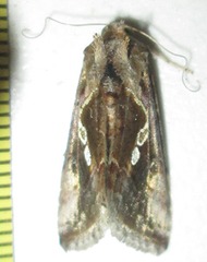 Chrysodeixis acuta