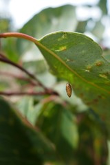 Meteorus pulchricornis