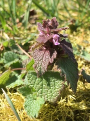 Lamium purpureum purpureum