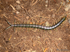 Cormocephalus rubriceps