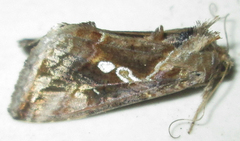 Chrysodeixis acuta