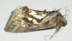 Chrysodeixis acuta