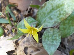 Erythronium rostratum
