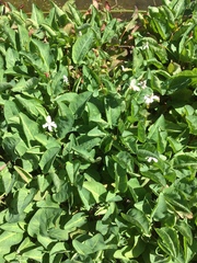 Anemopsis californica