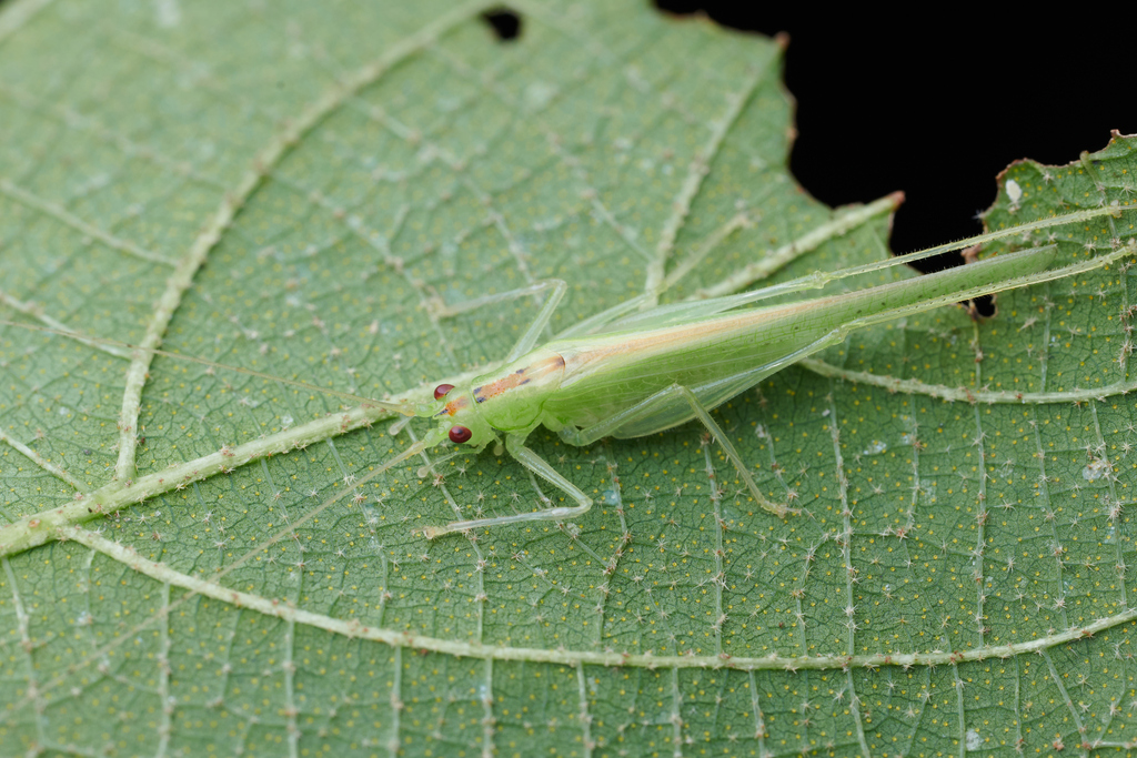 Nigrimacula