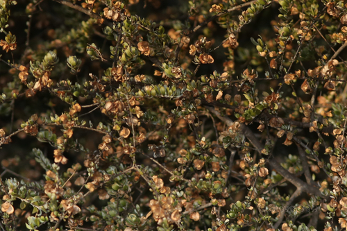 Macropteranthes kekwickii observed 2023-06-15