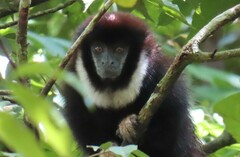 Widow Monkey photo 4