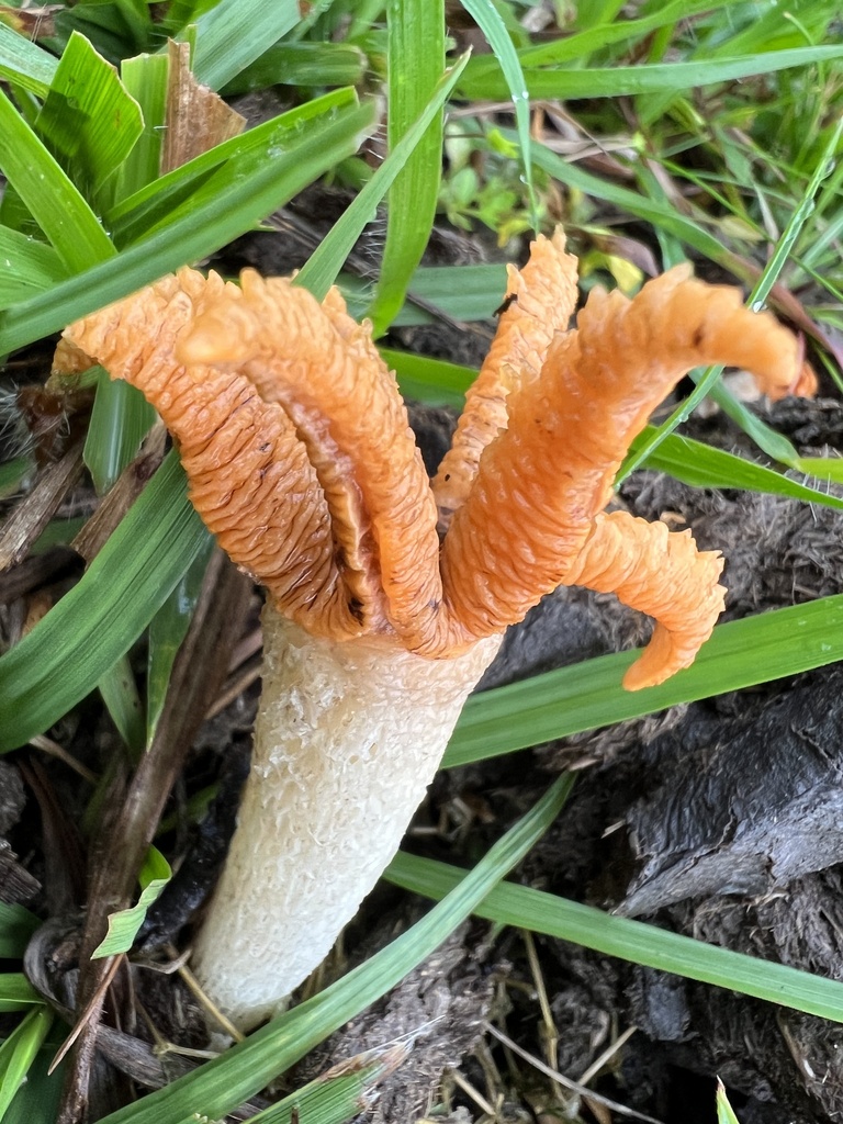 Lysurus cruciatus · October 2023 · photo: © neon_the_iguana (iNaturalist, cc-by)