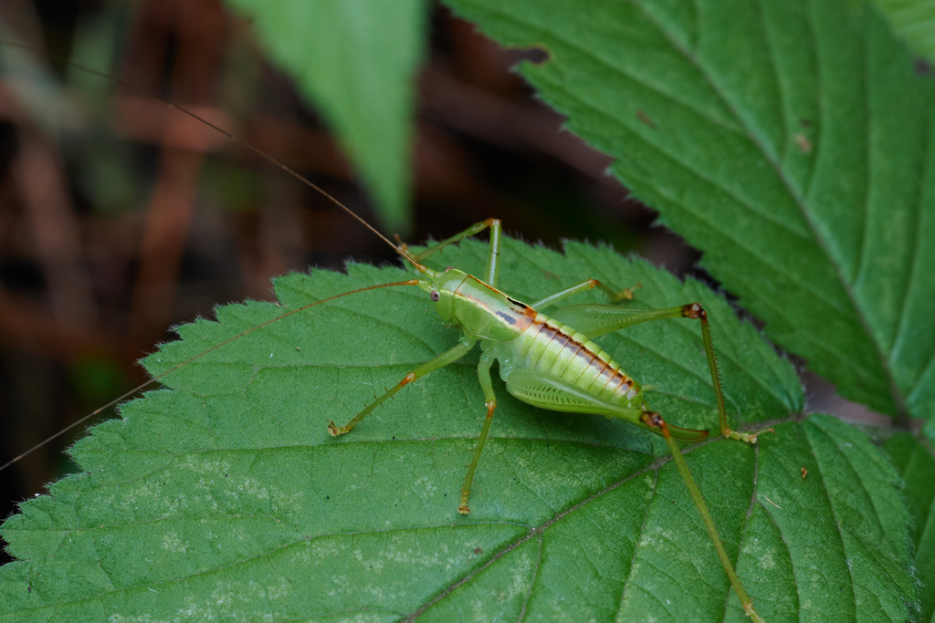 Acosmetura