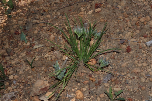Image of Thysanotus multiflorus by (c) Thomas Mesaglio, some rights reserved (CC BY)