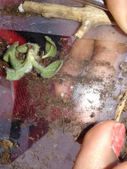 Tetramorium immigrans