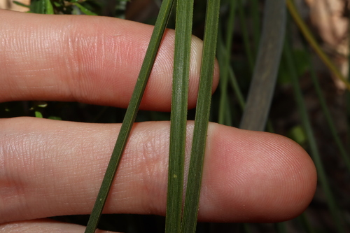 Image of Xanthorrhoea gracilis by (c) Thomas Mesaglio, some rights reserved (CC BY)