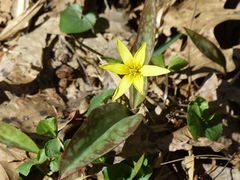 Erythronium rostratum