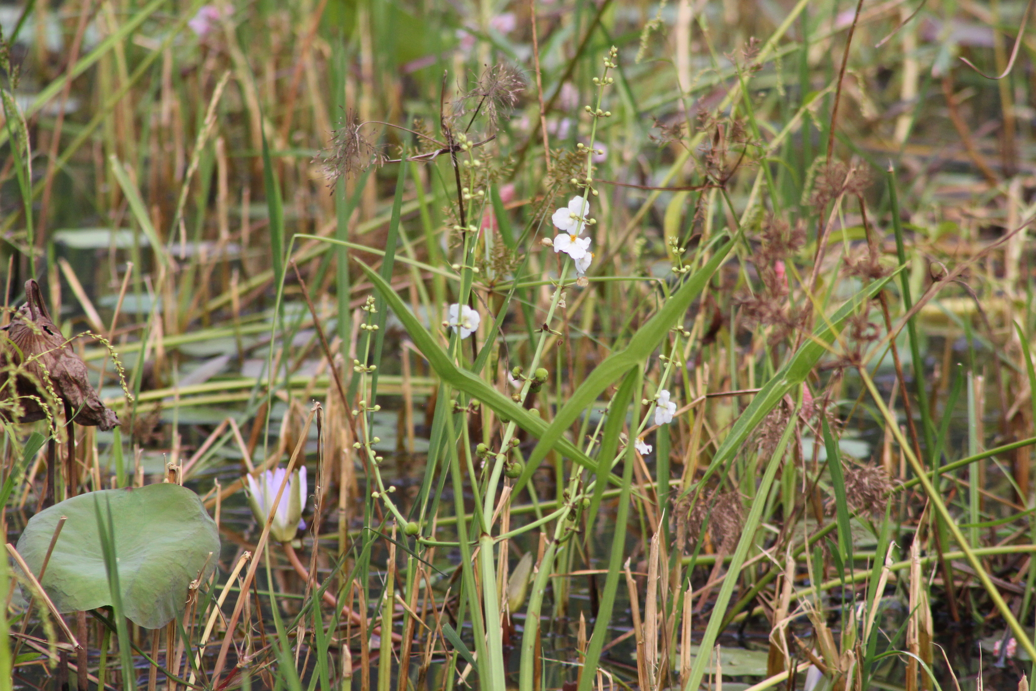 Sagittaria trifolia (Sagittaria trifolia)
