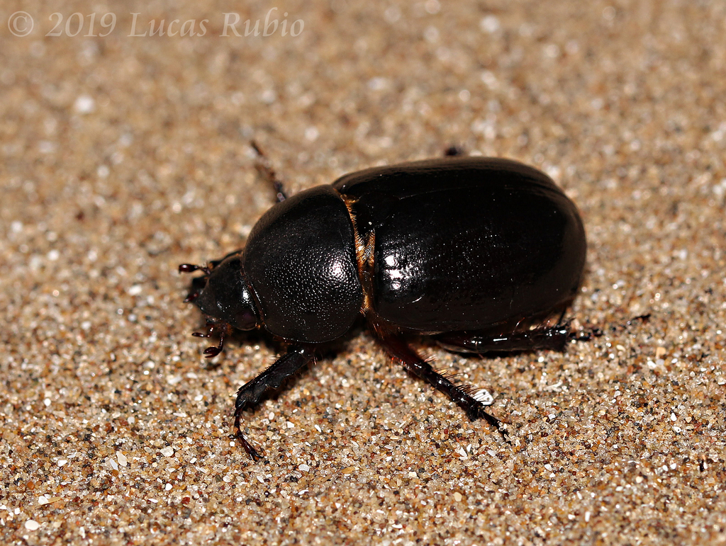 Tomarus pumilus