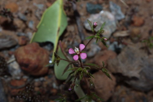 Levenhookia stipitata (Levenhookia stipitata)