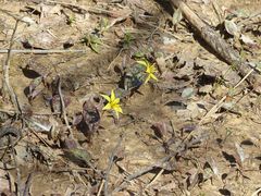 Erythronium rostratum