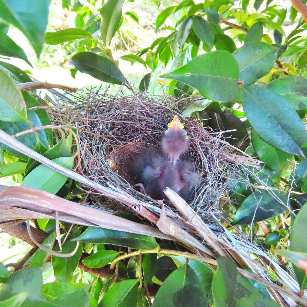 little-wattlebird-from-wallaga-lake-nsw-2546-australia-on-october-23