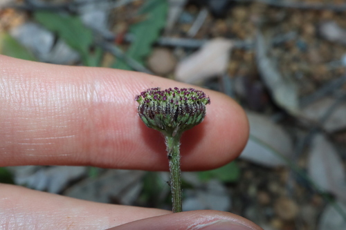 Image of Lagenophora huegelii by (c) Thomas Mesaglio, some rights reserved (CC BY)