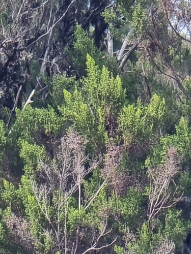 Erica canariensis, photograph 3