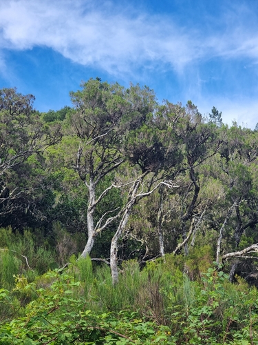 Erica canariensis, photograph 5