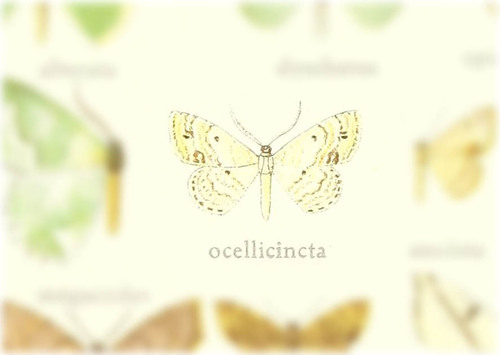 Scopula ocellicincta
