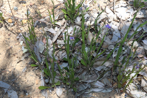 Image of Dampiera alata by (c) Thomas Mesaglio, some rights reserved (CC BY)