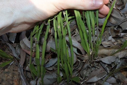 Image of Dampiera alata by (c) Thomas Mesaglio, some rights reserved (CC BY)