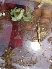 Tetramorium immigrans