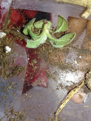 Tetramorium immigrans