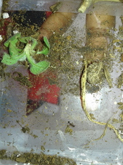 Tetramorium immigrans