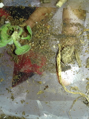 Tetramorium immigrans