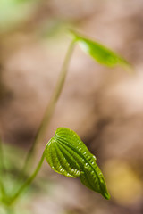 Dioscorea quaternata