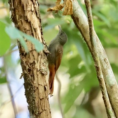 Sittasomus griseicapillus image