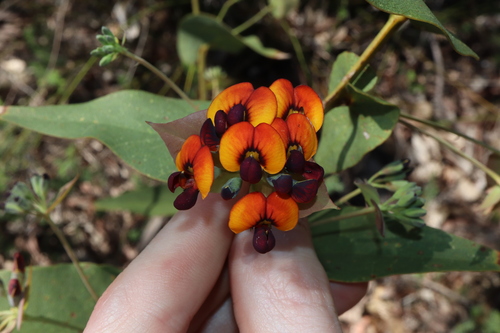 Image of Daviesia cordata by (c) Thomas Mesaglio, some rights reserved (CC BY)
