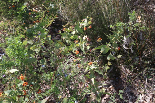 Image of Daviesia cordata by (c) Thomas Mesaglio, some rights reserved (CC BY)