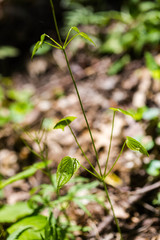 Dioscorea quaternata