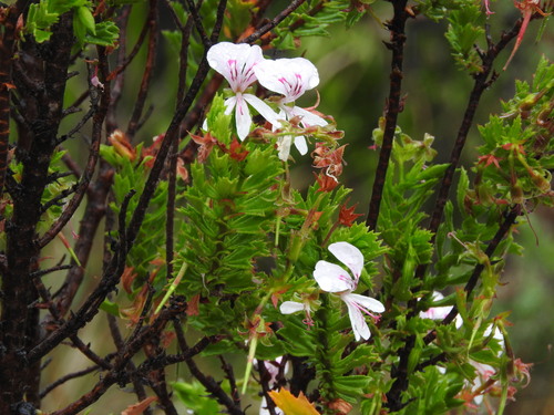 Image of Pelargonium hermanniifolium by (c) Noeleen du Toit, some rights reserved (CC BY-SA)