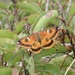 Walter's Silkmoth - Photo (c) cooperbiological, some rights reserved (CC BY-NC), uploaded by cooperbiological