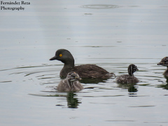 Least Grebe photo 6