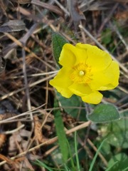 Crocanthemum carolinianum