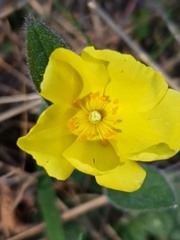 Crocanthemum carolinianum