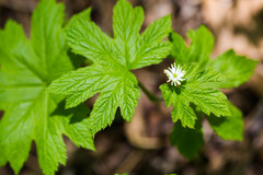 Hydrastis canadensis