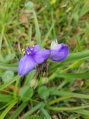Tradescantia