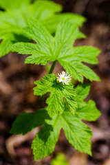 Hydrastis canadensis