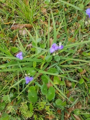 Tradescantia