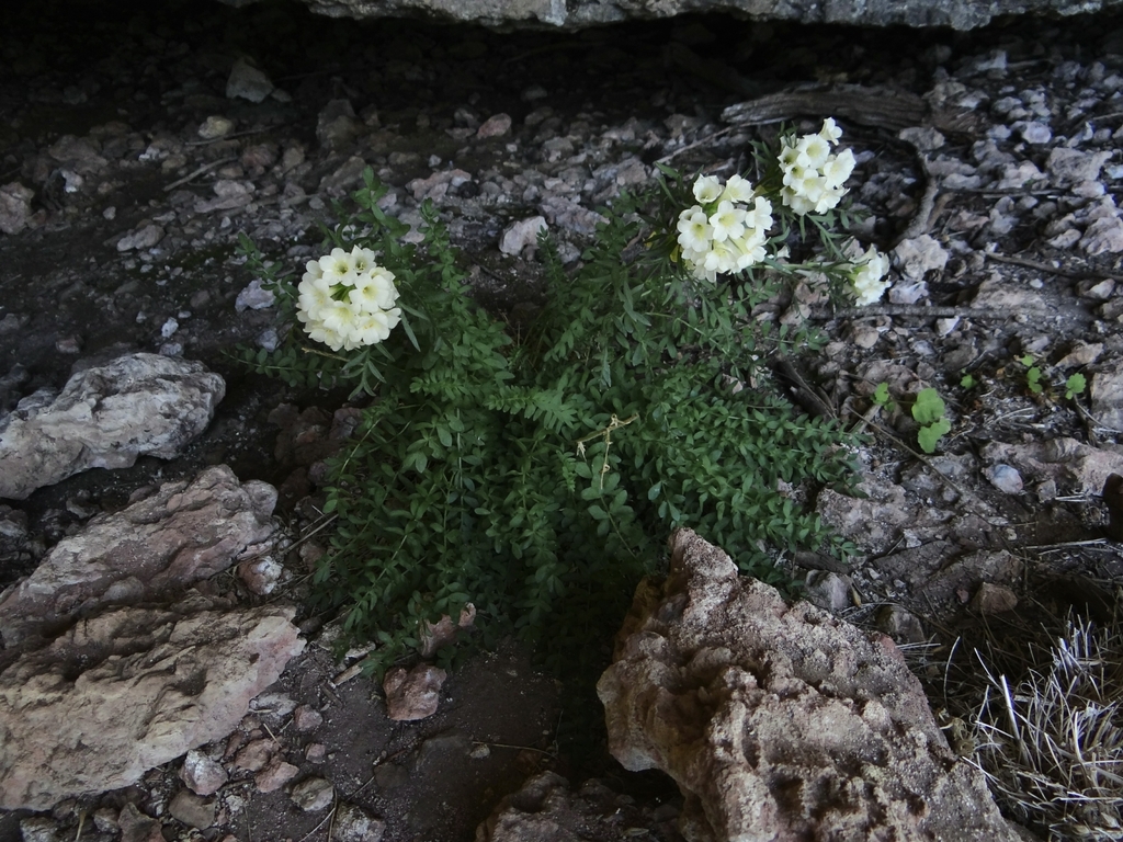 Brandegee's Jacob's-ladder (Polemonium brandegeei)